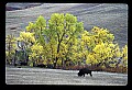 04301-00049-South Dakota State Parks-Buffalo, Custer State Park.jpg