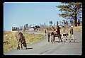 04301-00070-South Dakota State Parks-Wild Donkeys at Custer State Park.jpg