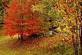 DSC_4408 red leaves.jpg