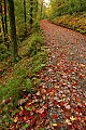 DSC_4777 Red Leaves on Road.jpg