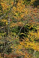 DSC_4879 fall color, blackwater falls state park.jpg