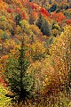 DSC_8675 fall color highland scenic highway.jpg