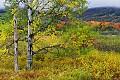 _MG_2397 canaan valley fall color.jpg