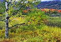 _MG_2403 canaan valley fall color.jpg