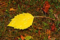 _MG_2429 quaking aspen leaf with water droplets.jpg