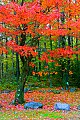 _MG_2470 fall color.jpg