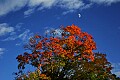 _MG_2511 fall color and moon-highland scenic highway.jpg