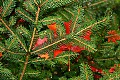 _MG_2729 maple leaf in pine.jpg