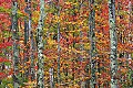 _MG_2815 fall color canaan valley.jpg