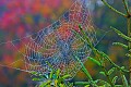 _MG_2997 spider web-fall color.jpg