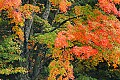_MG_3026 canaan valley fall color.jpg