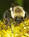 _MG_0034 bumblebee on flower.jpg