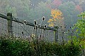 _MG_1377 teasel and fence.jpg