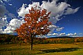 _MG_1692 Canaan Valley clouds and tree.jpg