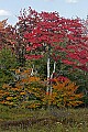 _MG_1391 fall color - tucker county.jpg