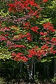 _MG_9281 fall color canaan valley.jpg