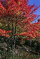 _MG_9307 fall color canaan valley.jpg