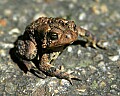 _MG_9402 american toad.jpg