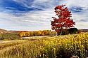 _MG_1879 Canaan Valley State Park-Maple Tree and Golden Rod-Fall Color.jpg