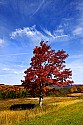 _MG_1909 sugar maple ablaze in fall color against a wispy sky in canaan valley state park.jpg