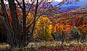_MG_2581 fall color pocahontas county.jpg