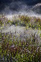 _MG_2724 Fog rises through grass in Beaver Pond at Babcock State Park.jpg