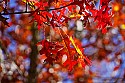 _MG_2789 oak leaves-fall.jpg