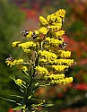 _MG_3582 bumblebees on golden rod - Highland Scenic Highway-Pocahontas County wv.jpg