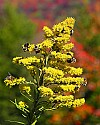 _MG_3584 bees on goldenrod against fall color along the highland scenic highway.jpg