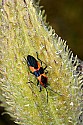 _MG_9248 milkweed beetle.jpg