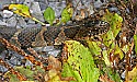 _MG_9251 brown water snake.jpg