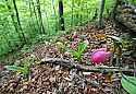 _MG_0932 stand of pink lady's slippers 13x19.jpg