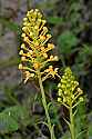_MG_1317 yellow-fringed orchid.jpg