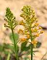 _MG_1324 yellow-fringed orchid.jpg
