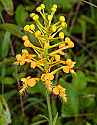 _MG_1539 yellow-fringed orchid.jpg