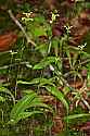 _MG_1781 green wood orchid.jpg