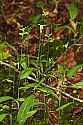 _MG_1782 green wood orchid.jpg