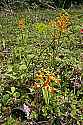 _MG_6114 yellow-fringed orchids.jpg