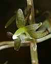 _MG_6166 cranefly orchid.jpg