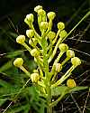 _MG_6202 yellow-fringed orchid buds.jpg