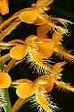 _MG_6204 yellow-fringed orchid.jpg