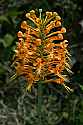 _MG_6276 yellow-fringed orchid.jpg