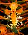_MG_6278 yellow-fringed orchid.jpg