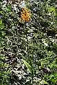 _MG_6281 yellow-fringed orchid-full flower stalk.jpg