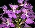 _MG_6671 purple fringed orchid.jpg