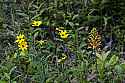 _MG_7549 something and yellow-fringed orchid (right).jpg