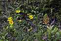 _MG_7549 yellow flowers and yellow-fringed orchid.jpg