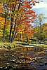 WMAG660 fall color, spruce knob area.jpg