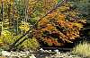 WMAG661 fall color, spruce knob  area.jpg