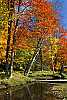 WMAG662 fall color, spruce knob area.jpg
